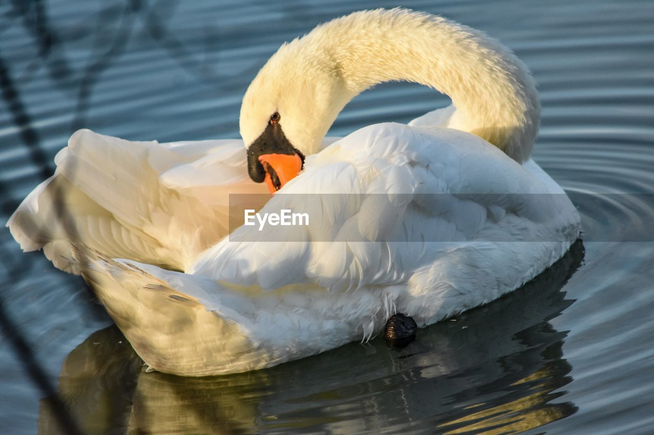 Close-up of swan in lake