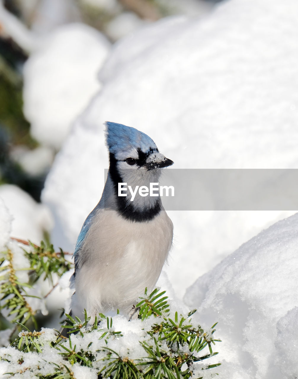 A bluejay perched on a branch.