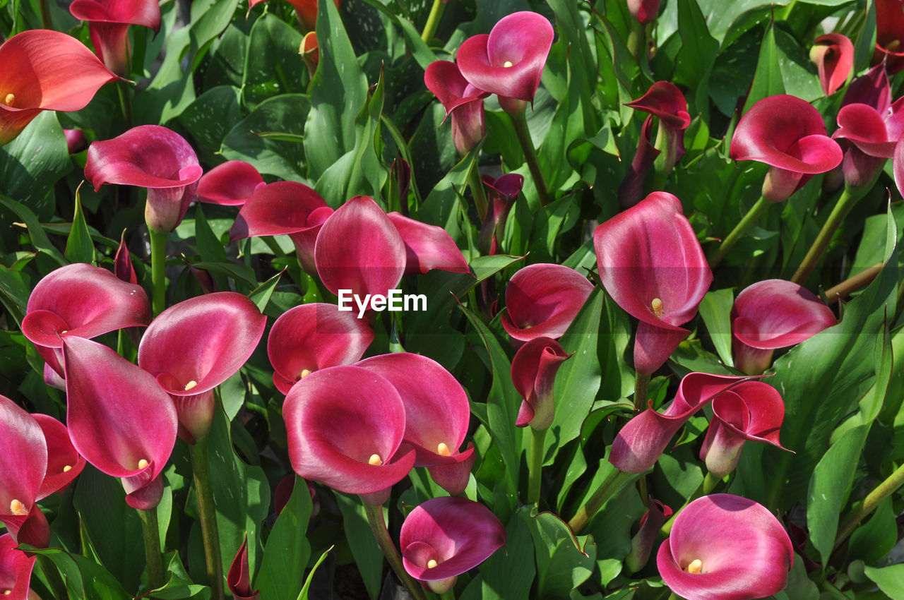 full frame shot of pink flowering plants