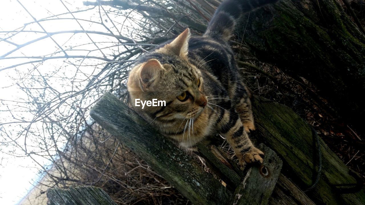 Close-up of cat on railing