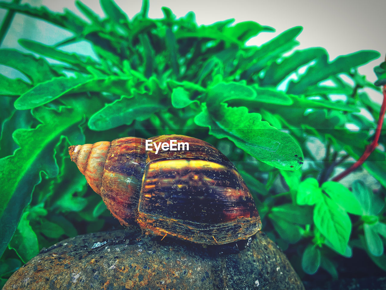 CLOSE-UP OF SNAIL ON GREEN LEAF