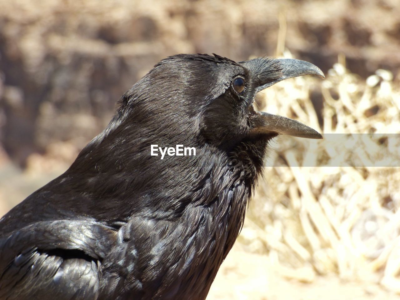 Close-up of raven