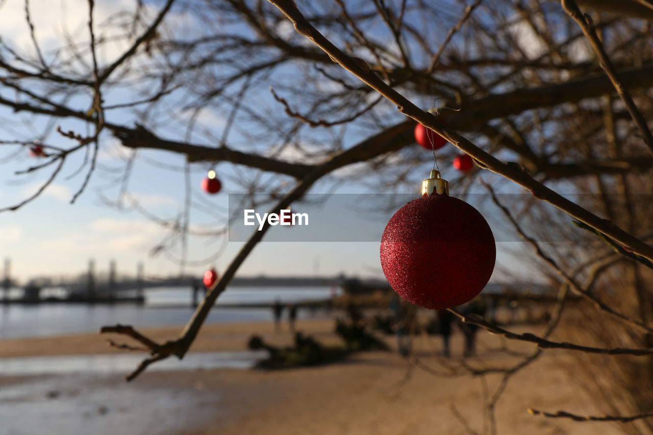 Close-up of christmas decoration hanging on tree, outdoor beat the river elbe