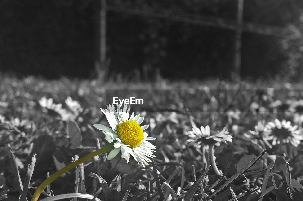 CLOSE-UP OF DAISY FLOWERS IN FIELD