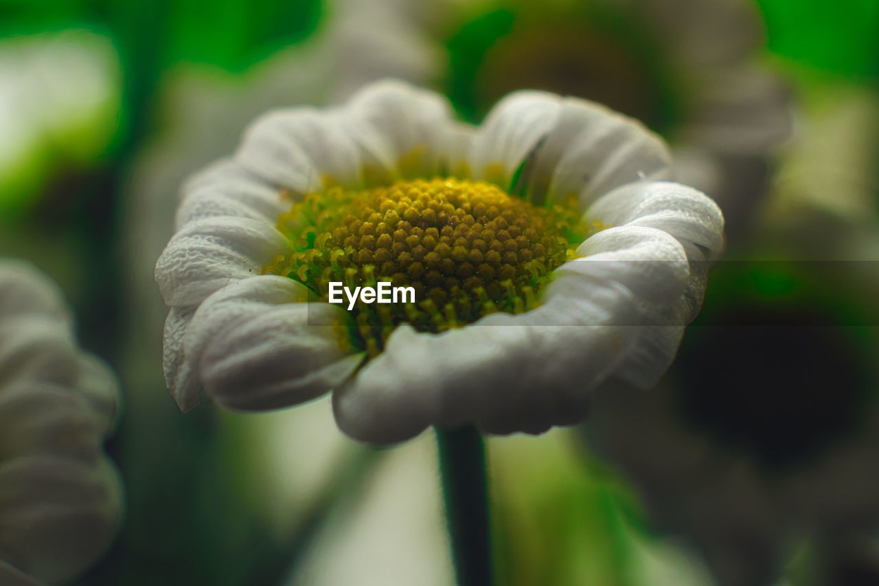 CLOSE-UP OF WHITE FLOWERING PLANTS