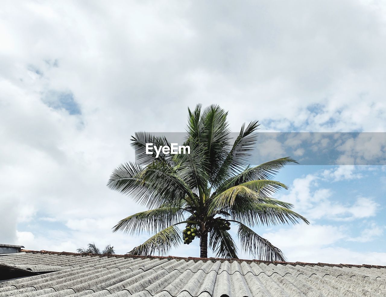 LOW ANGLE VIEW OF PALM TREES AGAINST SKY