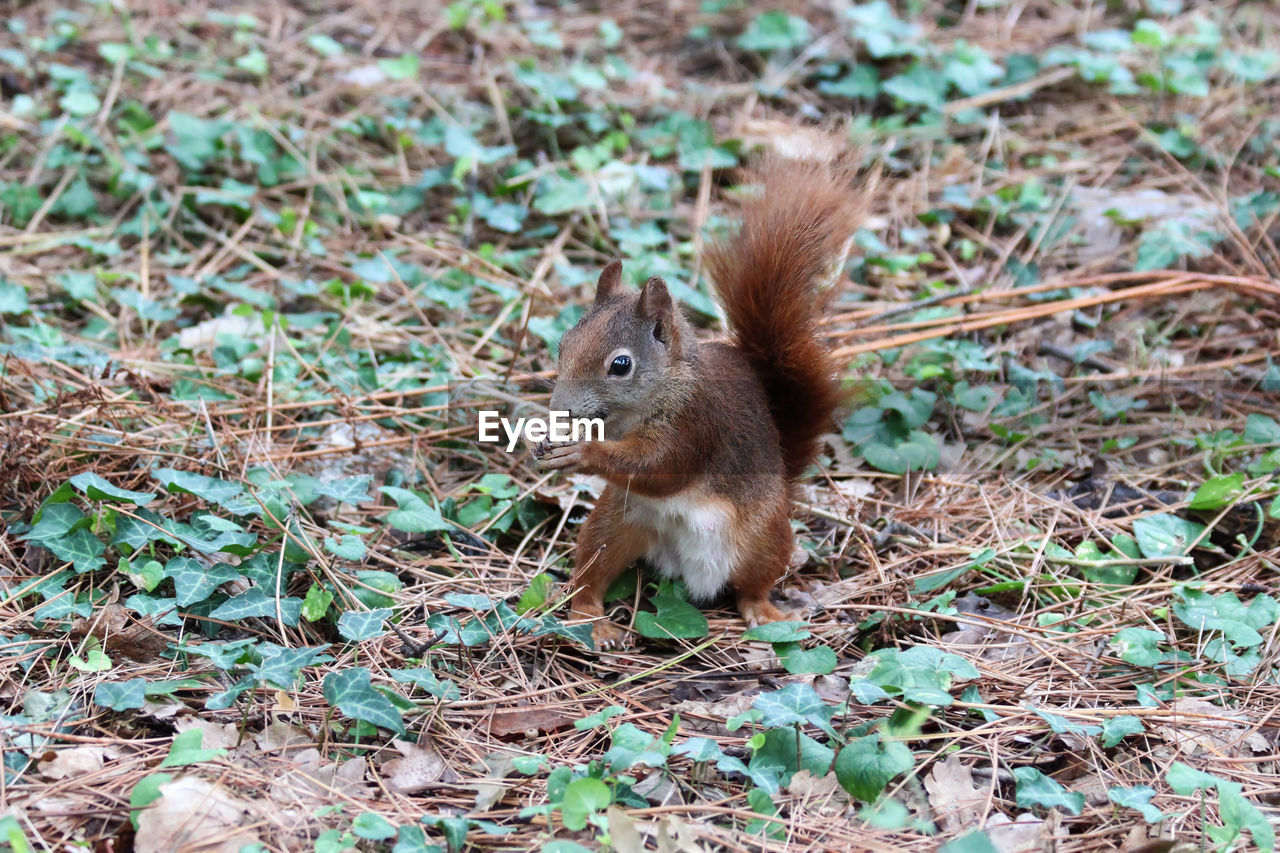 animal, animal themes, animal wildlife, squirrel, one animal, rodent, mammal, wildlife, land, nature, chipmunk, no people, field, grass, day, eating, plant, outdoors, brown, close-up, tail, cute