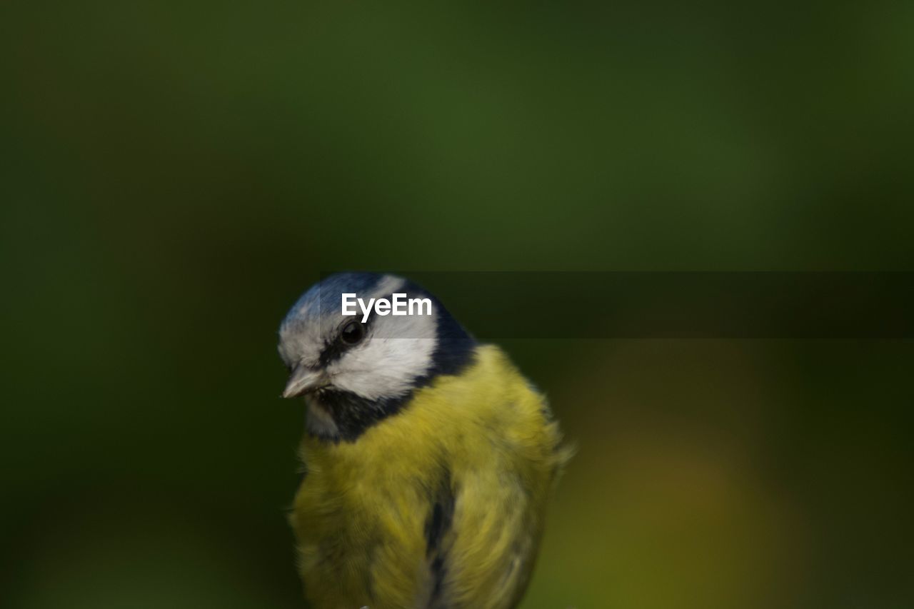 CLOSE-UP OF BIRD ON LEAF