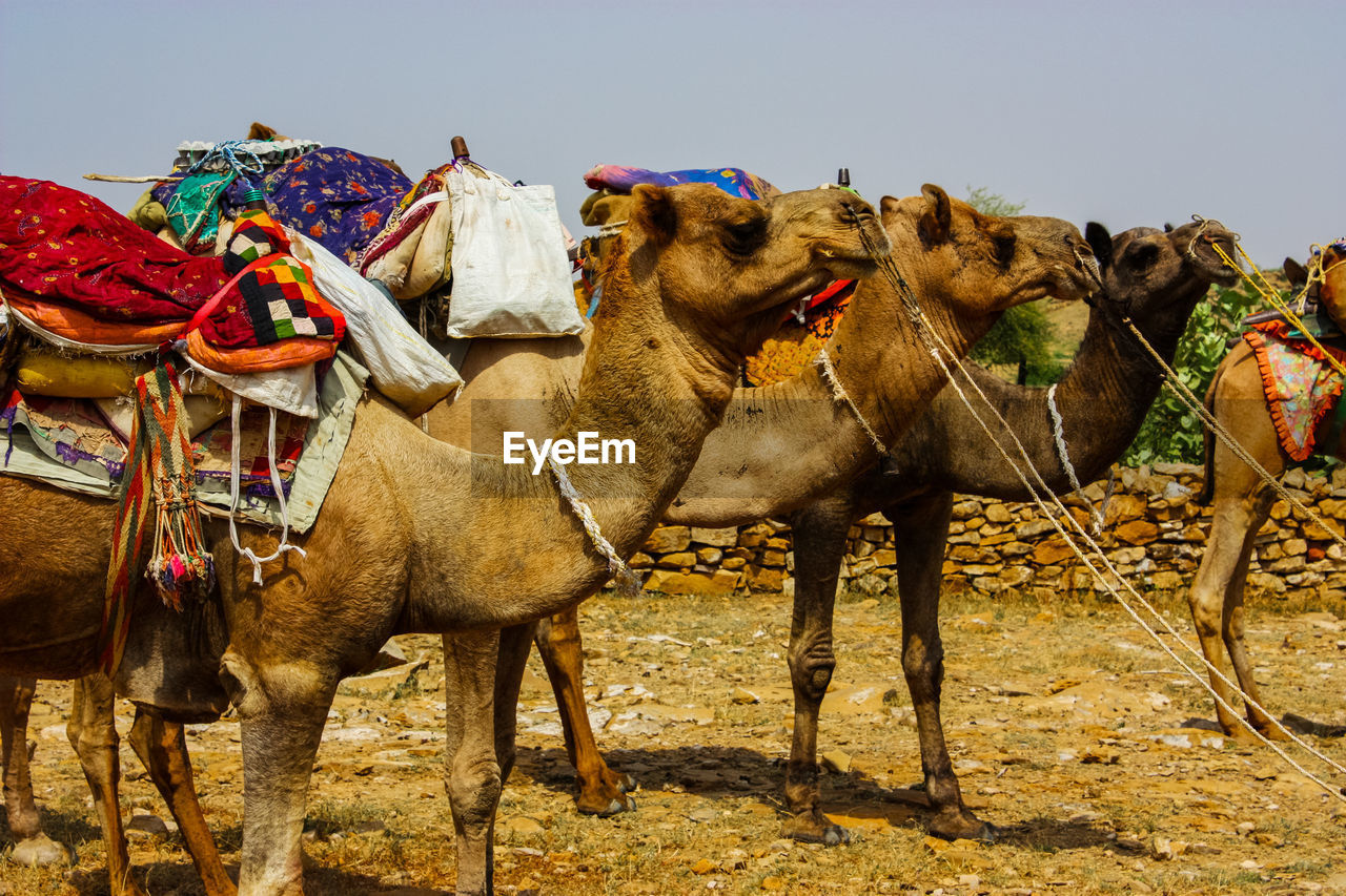 VIEW OF HORSE ON FIELD