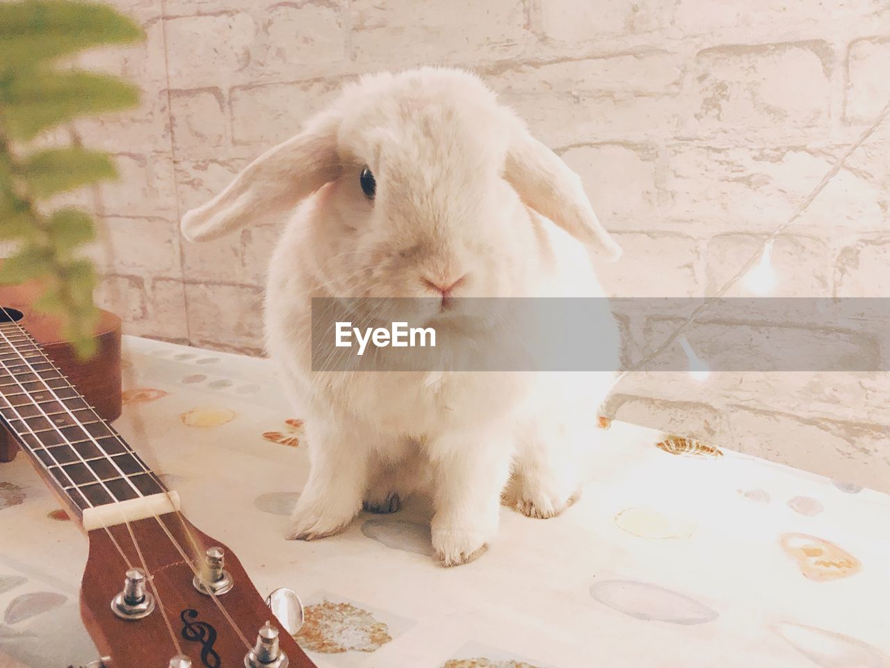 Portrait of a white rabbit with a musical instrument against a white brick wall 