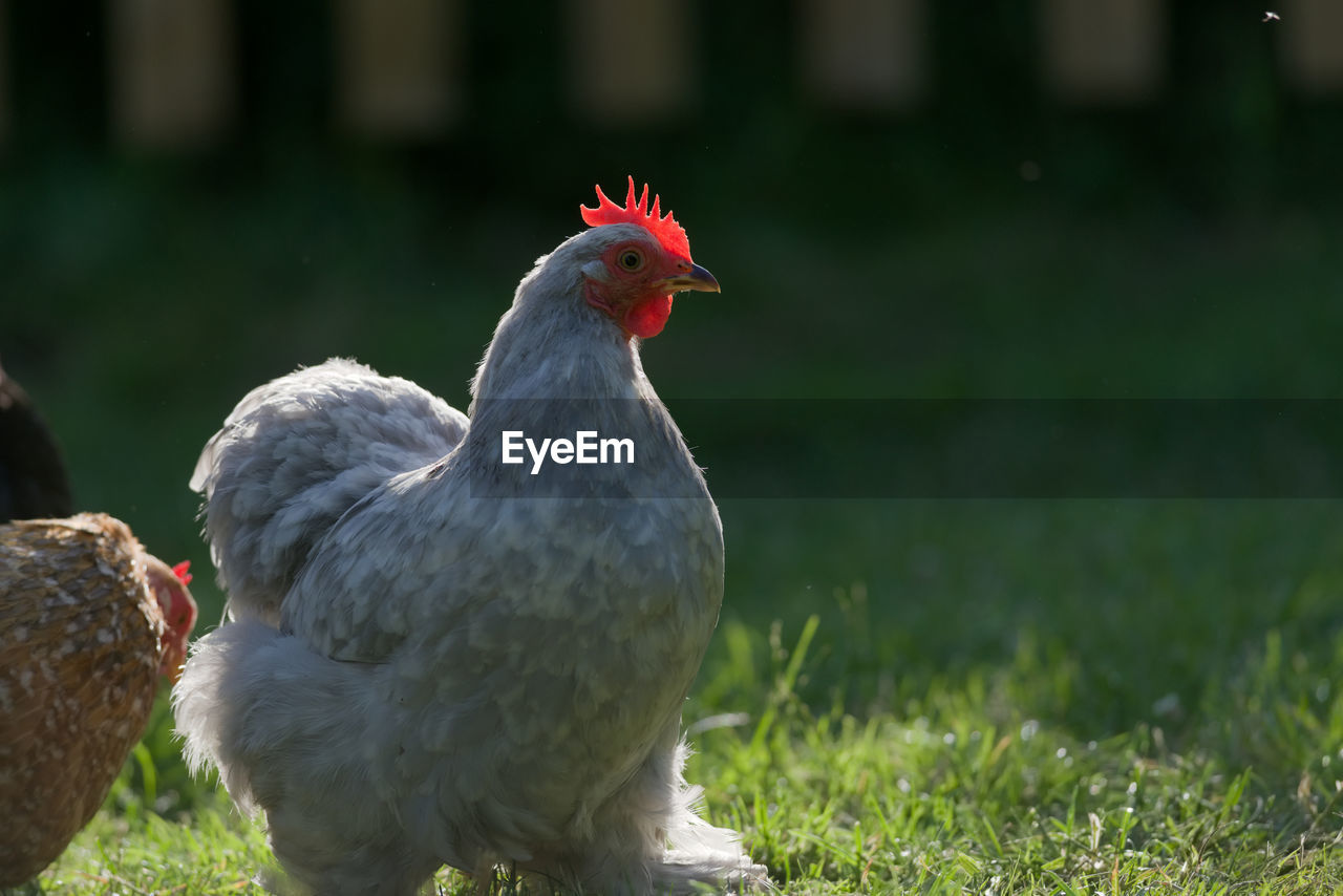 Warm evening sunlight highlights the edges of this small light grey pekin bantam pet chicken.