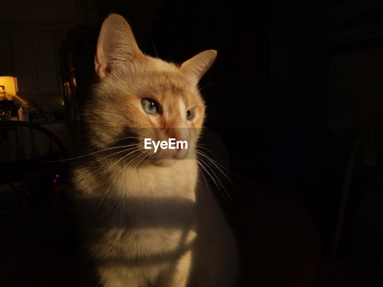 CLOSE-UP PORTRAIT OF CAT IN ROOM