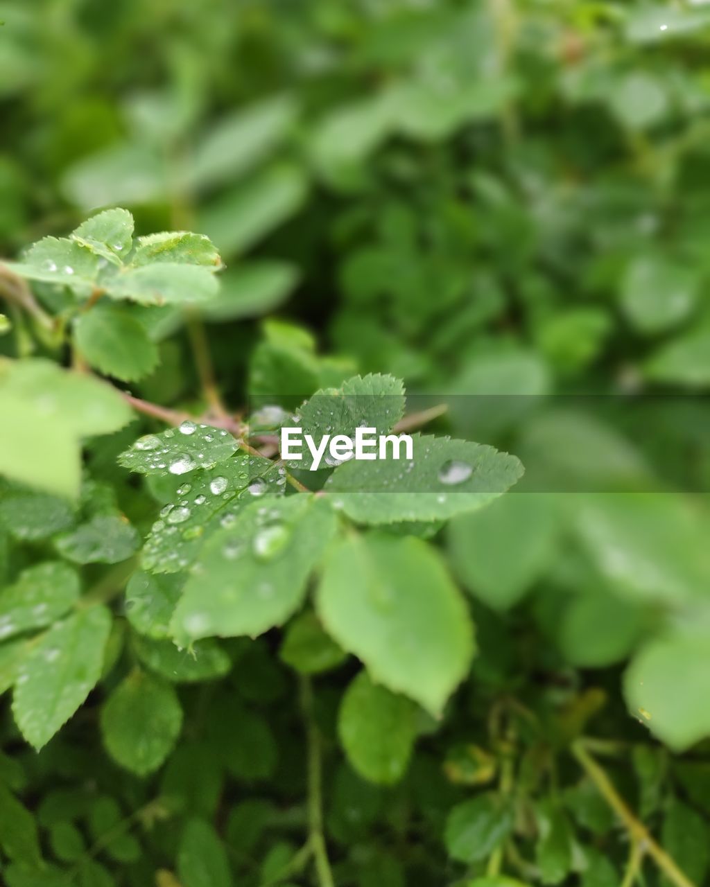 CLOSE-UP OF WATER DROPS ON PLANT LEAVES