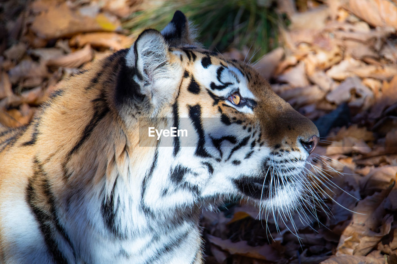 animal themes, animal, tiger, animal wildlife, mammal, feline, one animal, big cat, cat, wildlife, close-up, carnivora, zoo, nature, animal body part, no people, felidae, focus on foreground, animal head, carnivore, striped, outdoors, looking, day, whiskers, portrait, pet