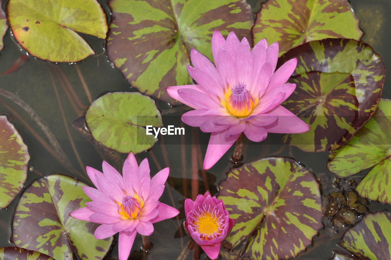 HIGH ANGLE VIEW OF PINK WATER LILY ON LEAVES