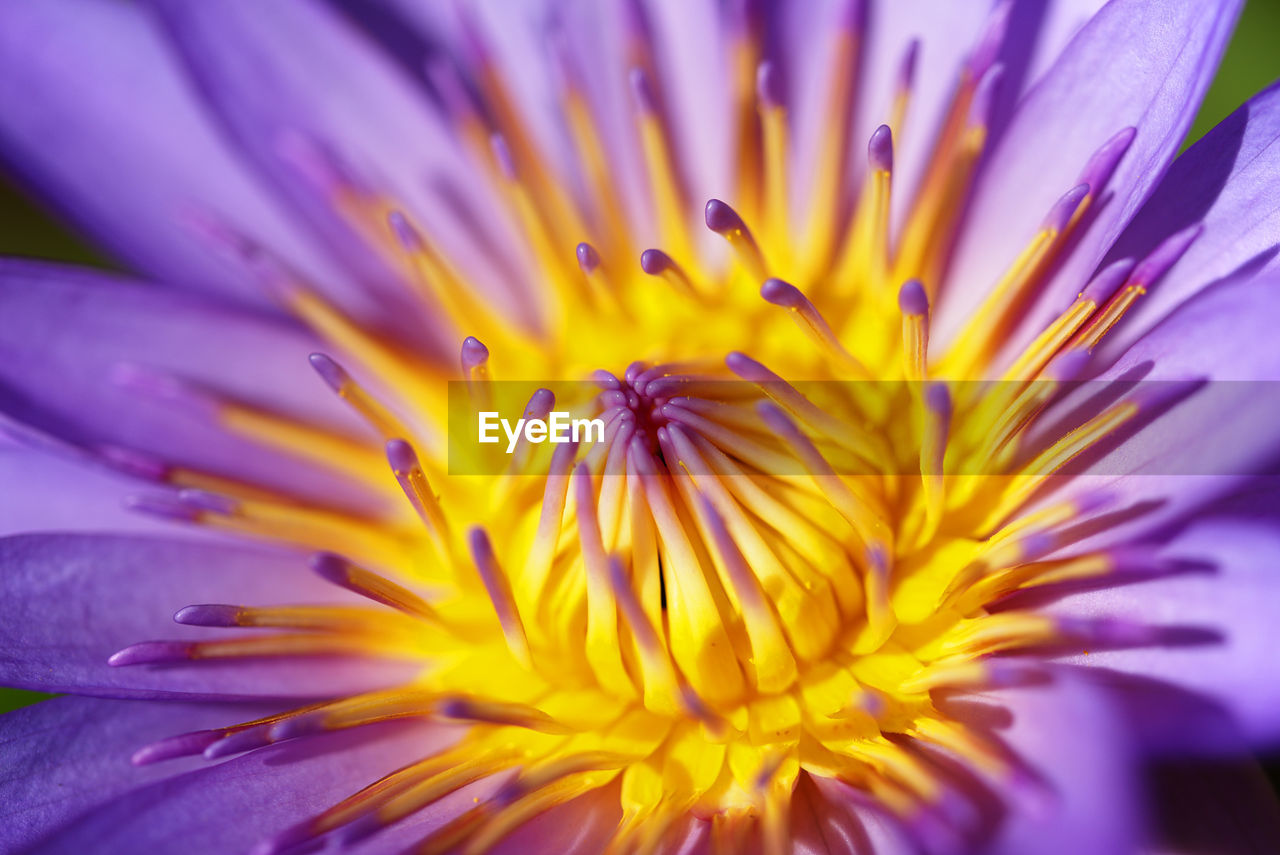 Close-up of pink flower