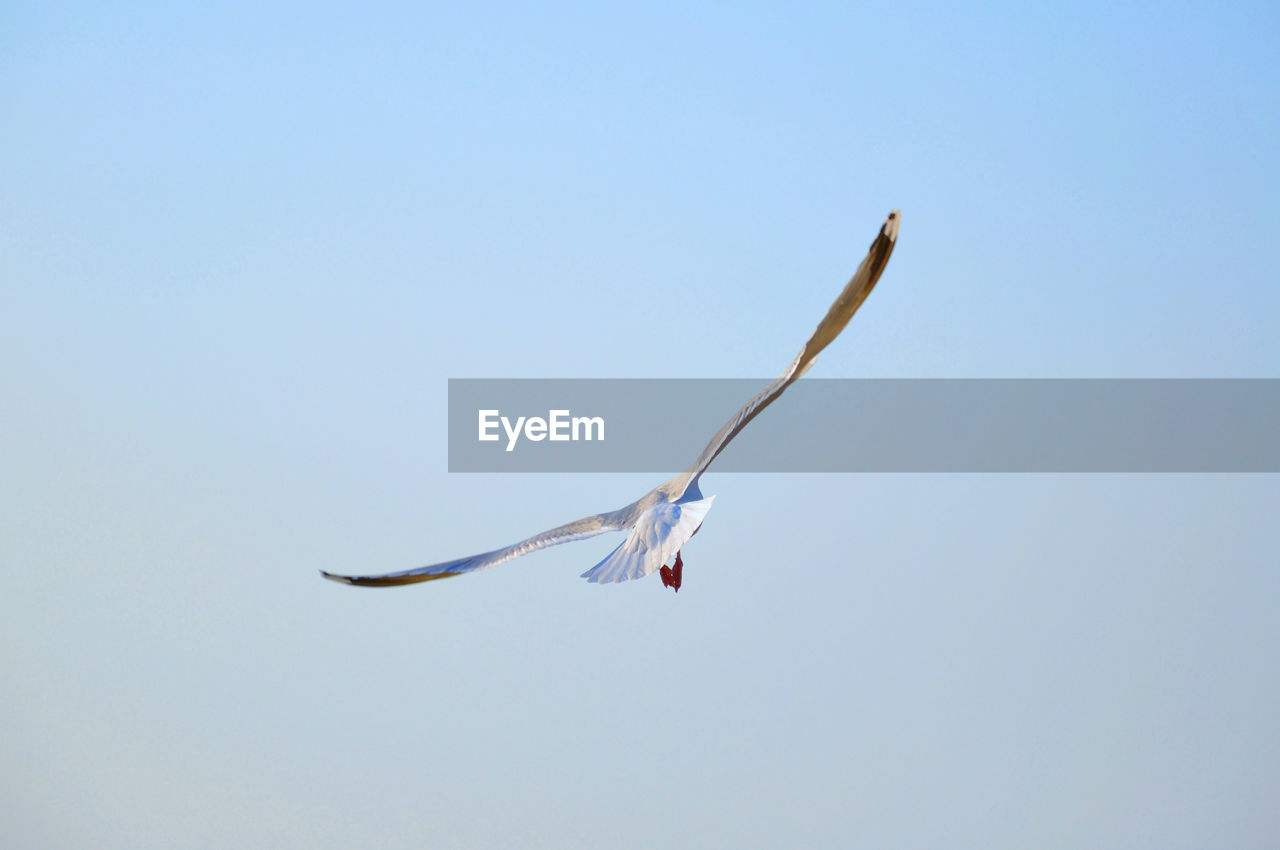 LOW ANGLE VIEW OF A BIRD FLYING