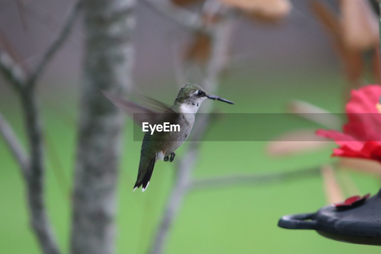 CLOSE-UP OF HUMMINGBIRD FLYING