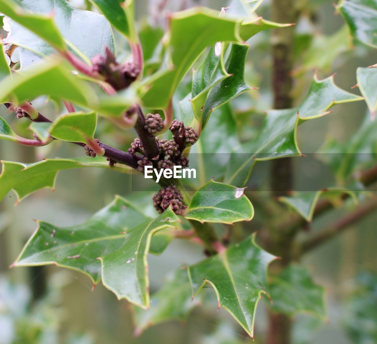 CLOSE-UP OF PLANT