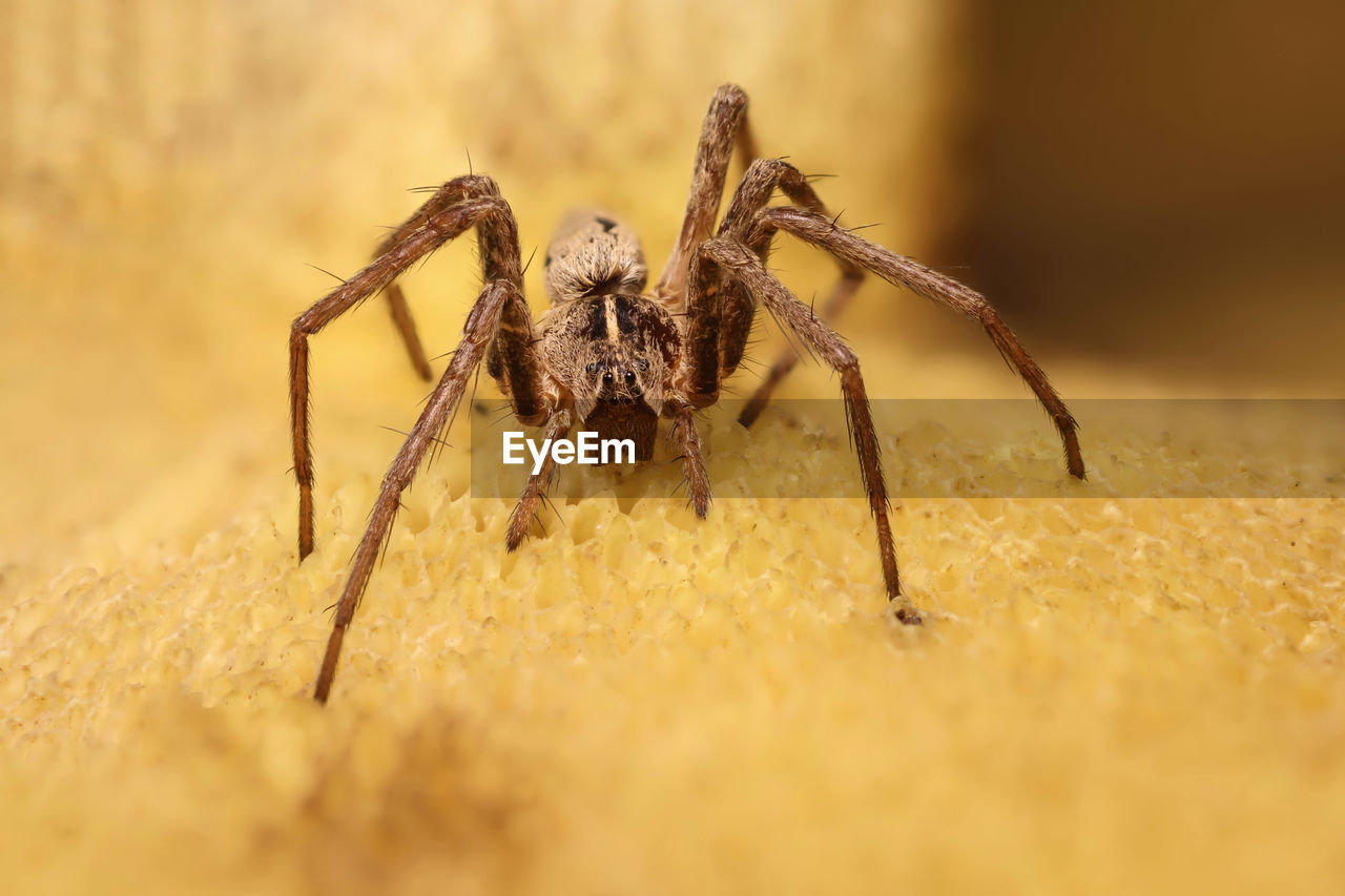 MACRO SHOT OF SPIDER ON WEB