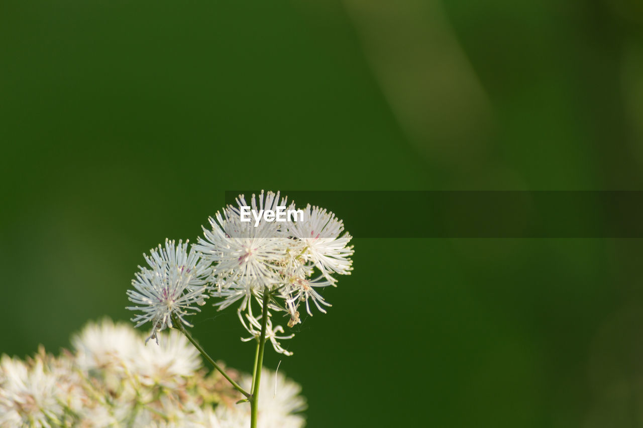 Close-up of flower blooming outdoors