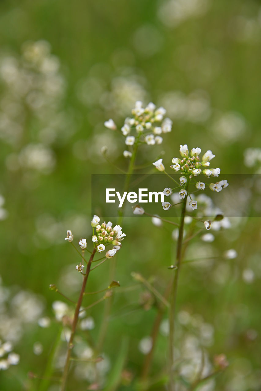 Close-up of white flowering plant