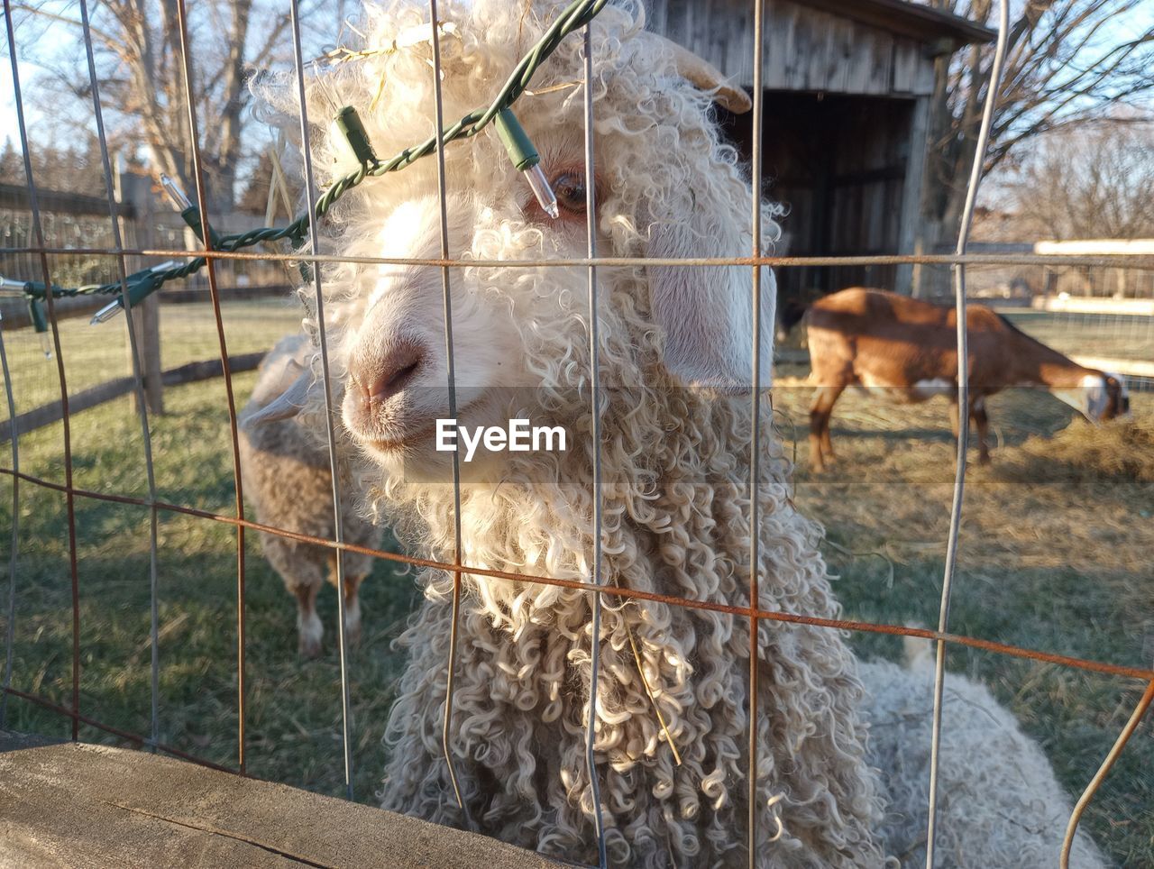 Close up of llama standing at fence