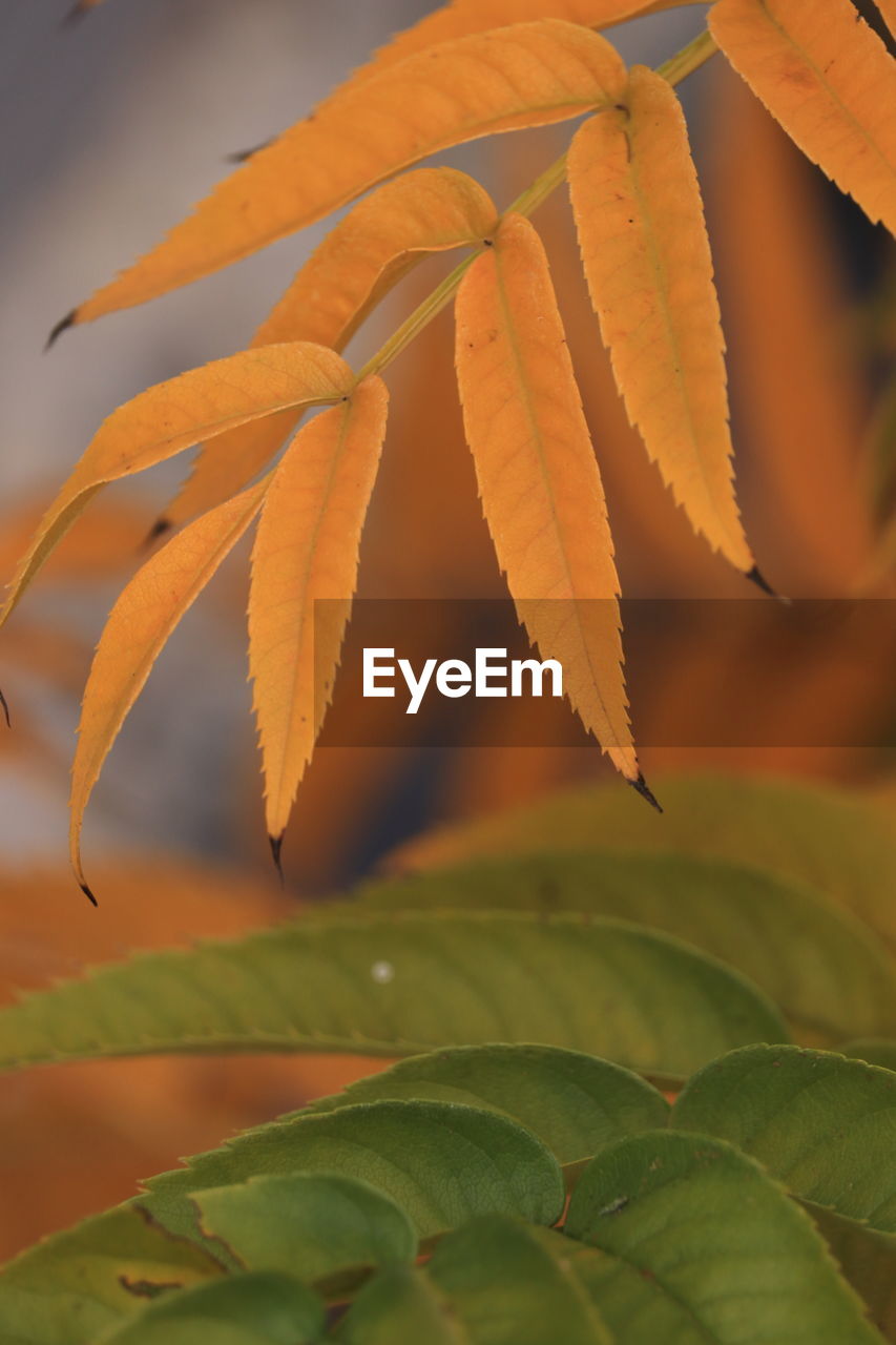 close-up of leaves on plant