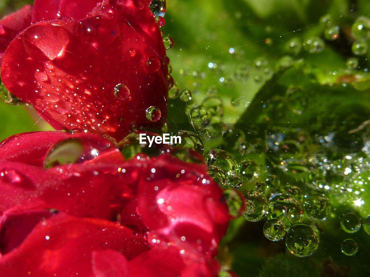 CLOSE-UP OF WATER DROPS ON RED FLOWER