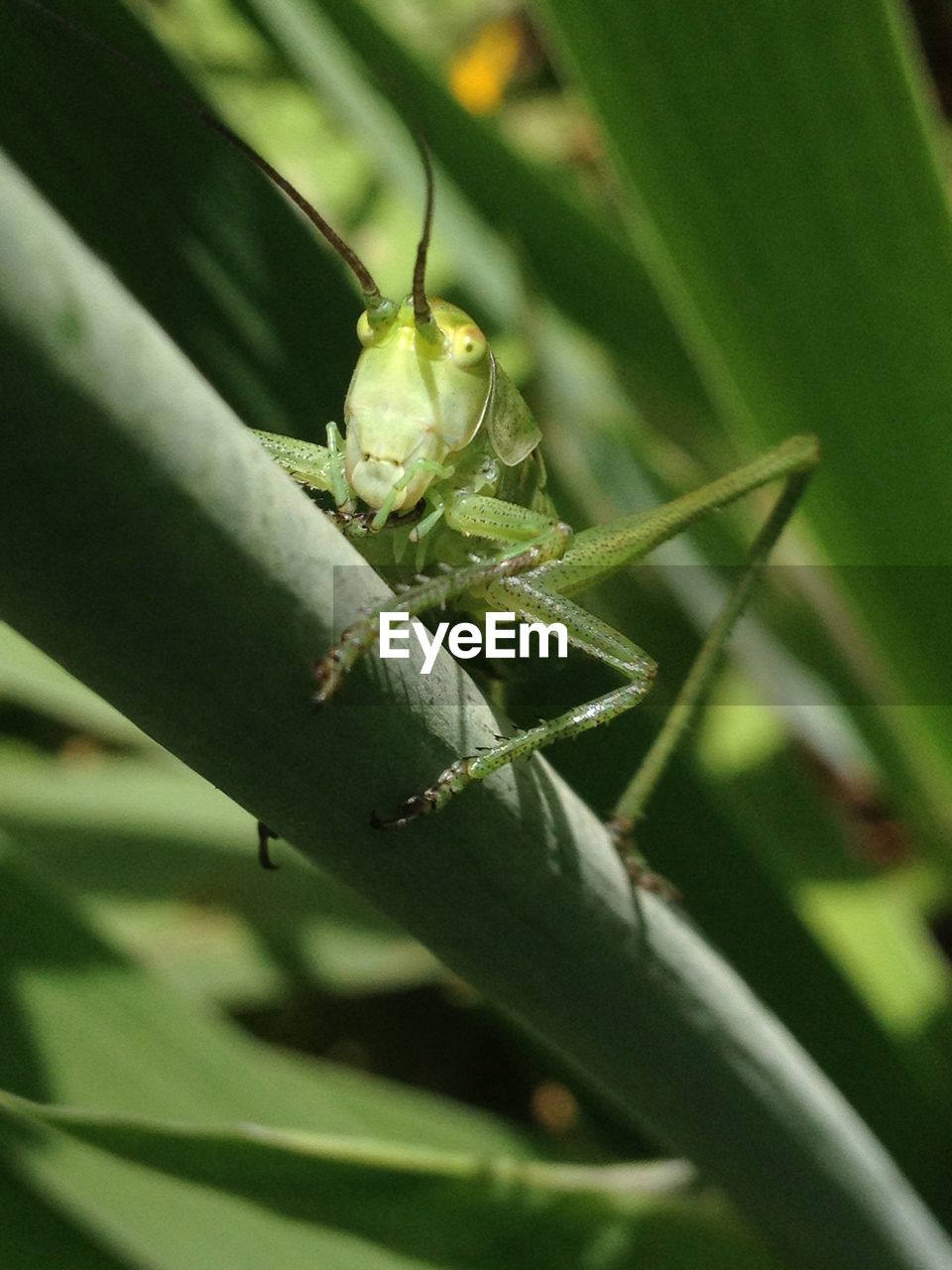 Low angle view of grasshopper on plant stem