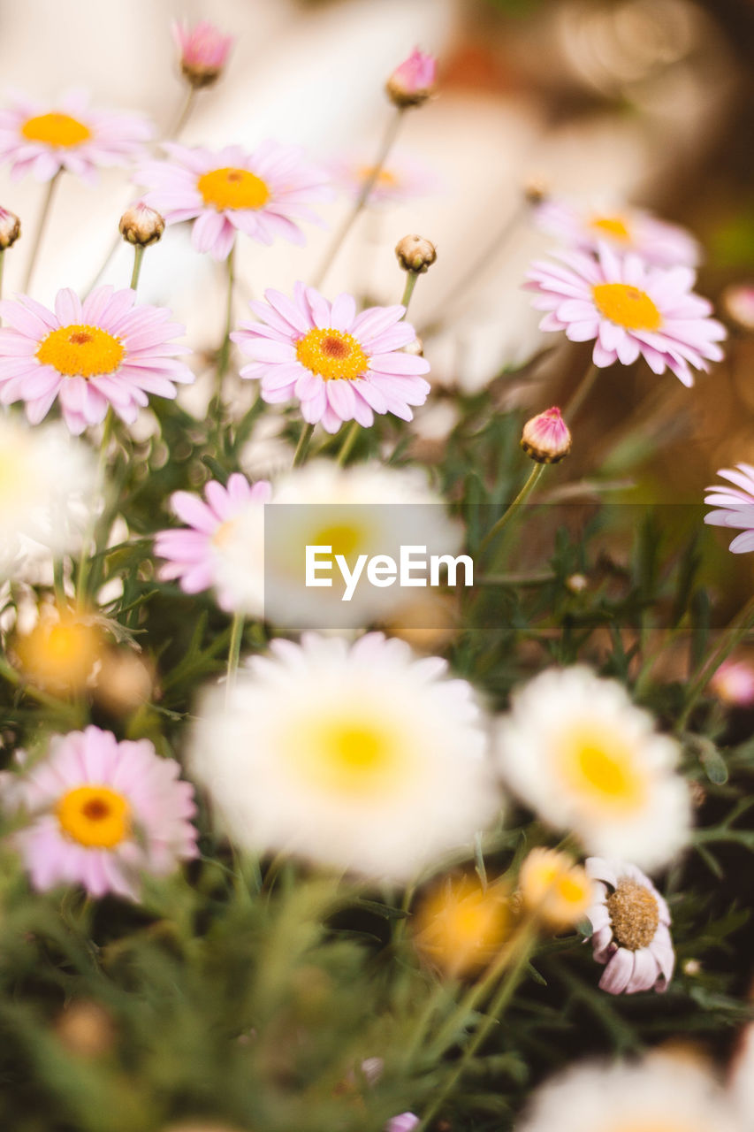 Close-up of flowers growing in park