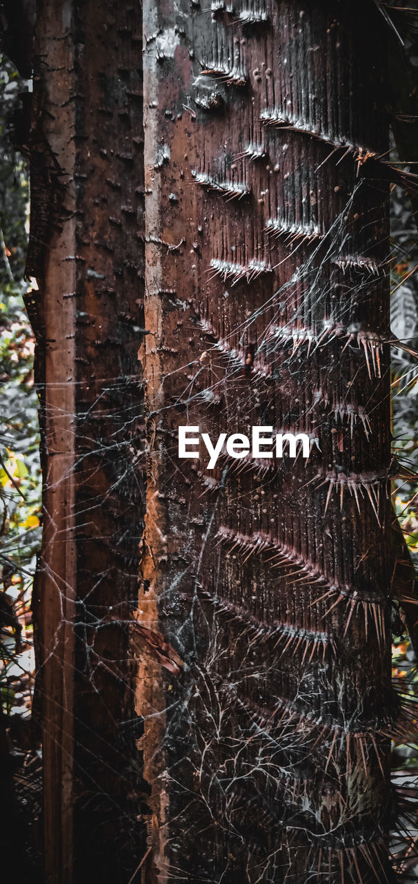 FULL FRAME SHOT OF TREE TRUNK IN THE FOREST