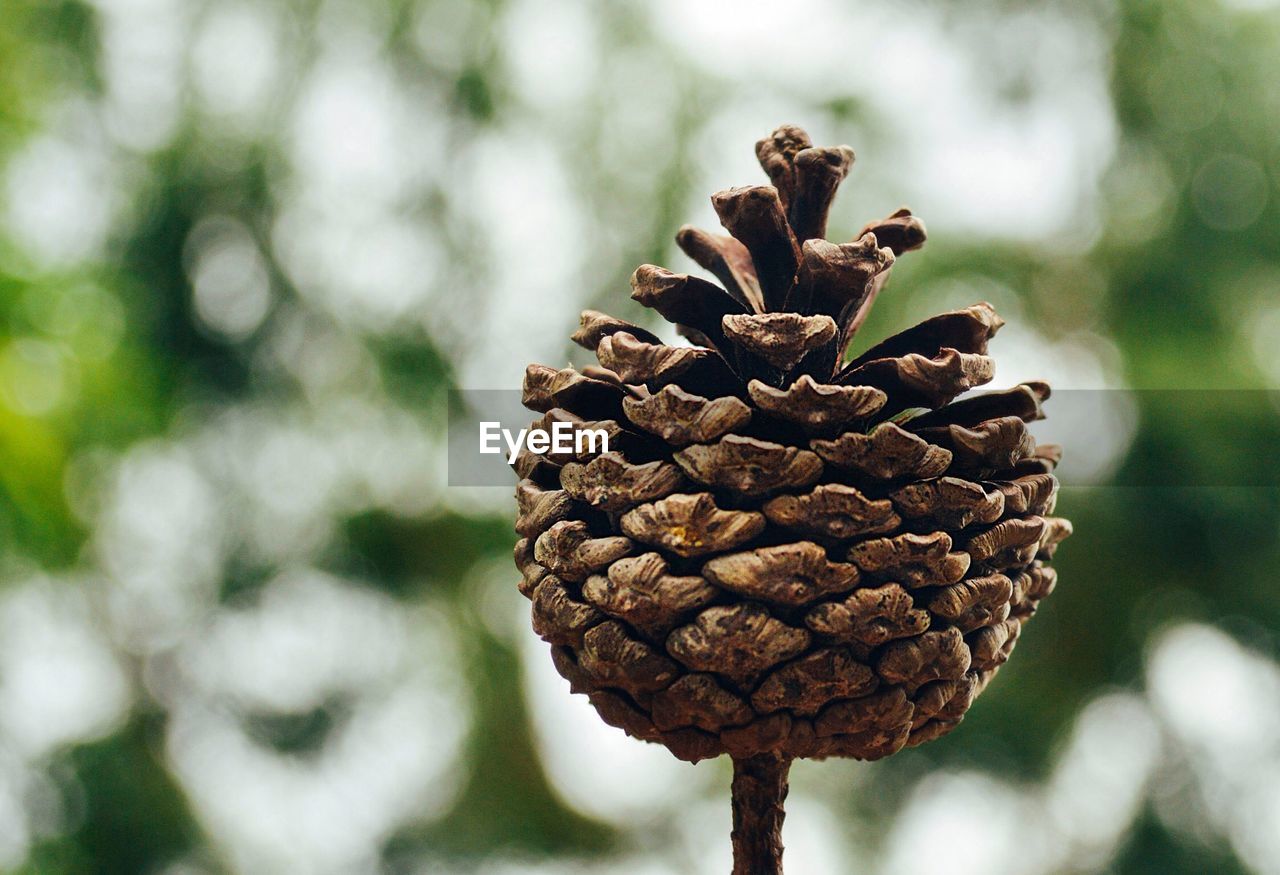 CLOSE-UP OF PINE CONE ON FLOWER