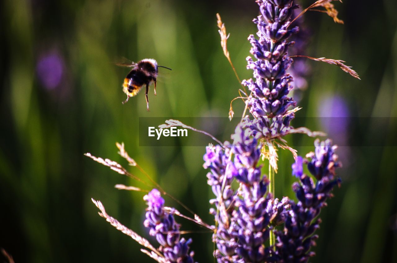 Bee pollinating on purple flower