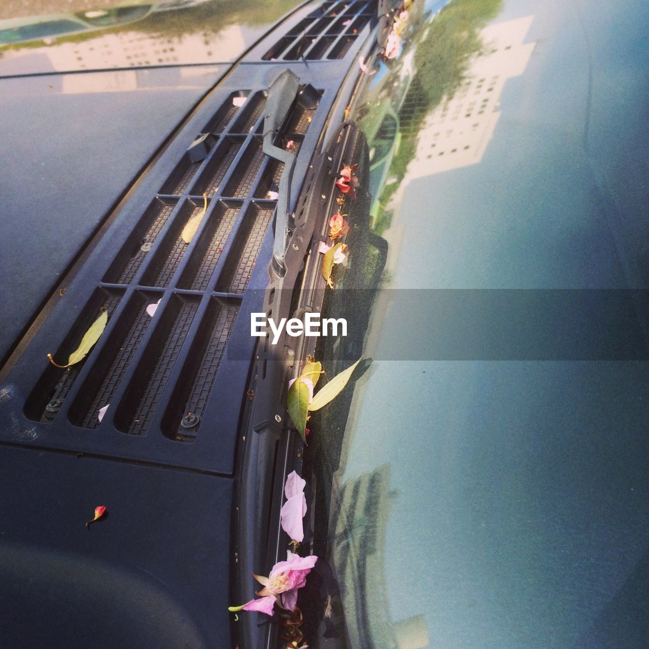 Leaves fallen on car windshield