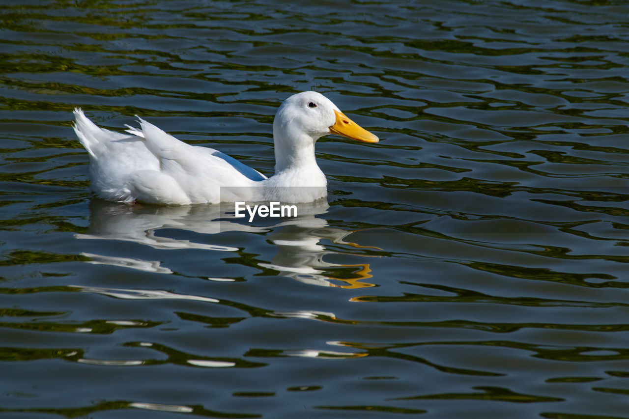 animal themes, animal, animal wildlife, wildlife, bird, water, reflection, lake, one animal, ducks, geese and swans, swimming, no people, beak, duck, nature, water bird, waterfront, rippled, day, white, swan, beauty in nature, wing, outdoors, goose, zoology, mute swan