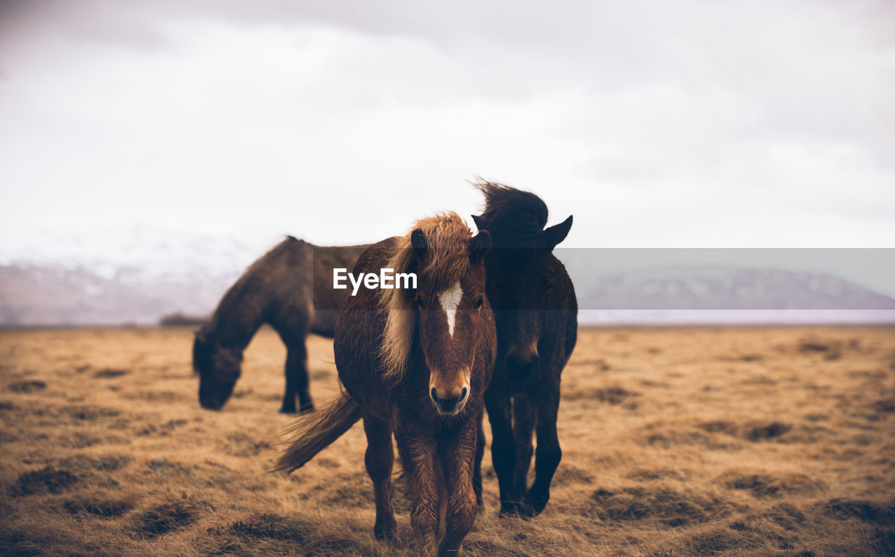 Horses standing on grass against sky