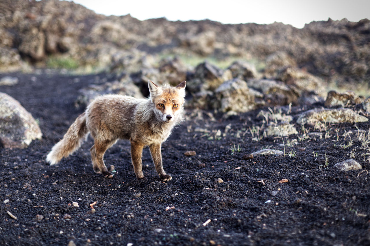 Meeting with a fox near silvestri craters, etna volcano, sicily