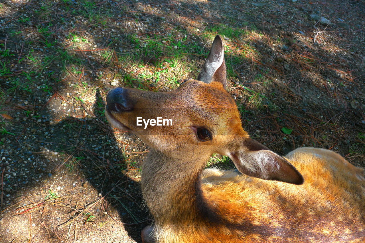 HIGH ANGLE VIEW OF DOG ON LAND