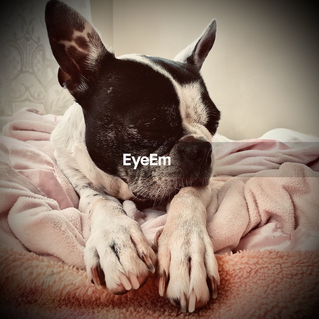 CLOSE-UP OF A DOG RESTING ON BLANKET