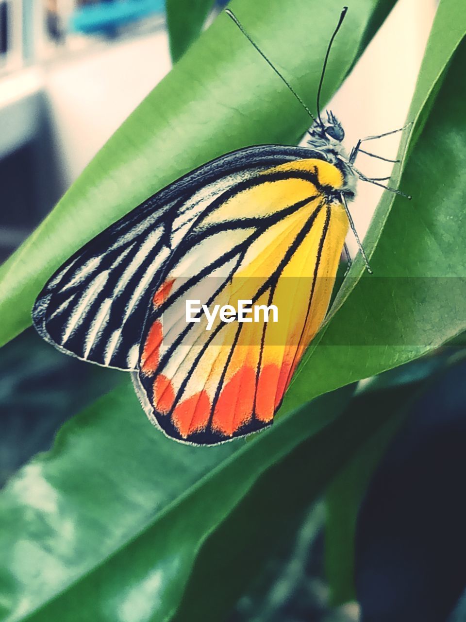 BUTTERFLY ON LEAF