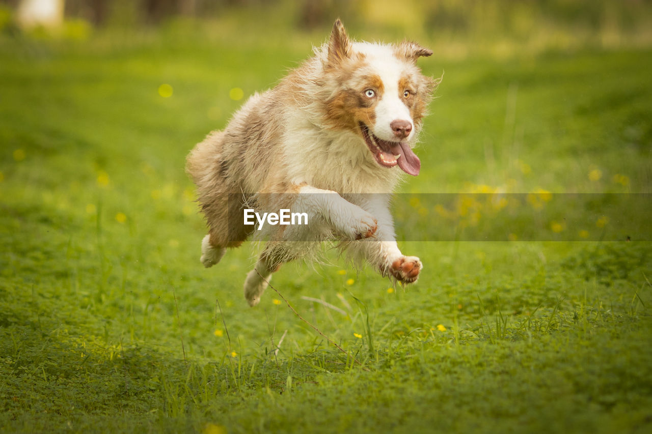 DOG RUNNING ON GRASS