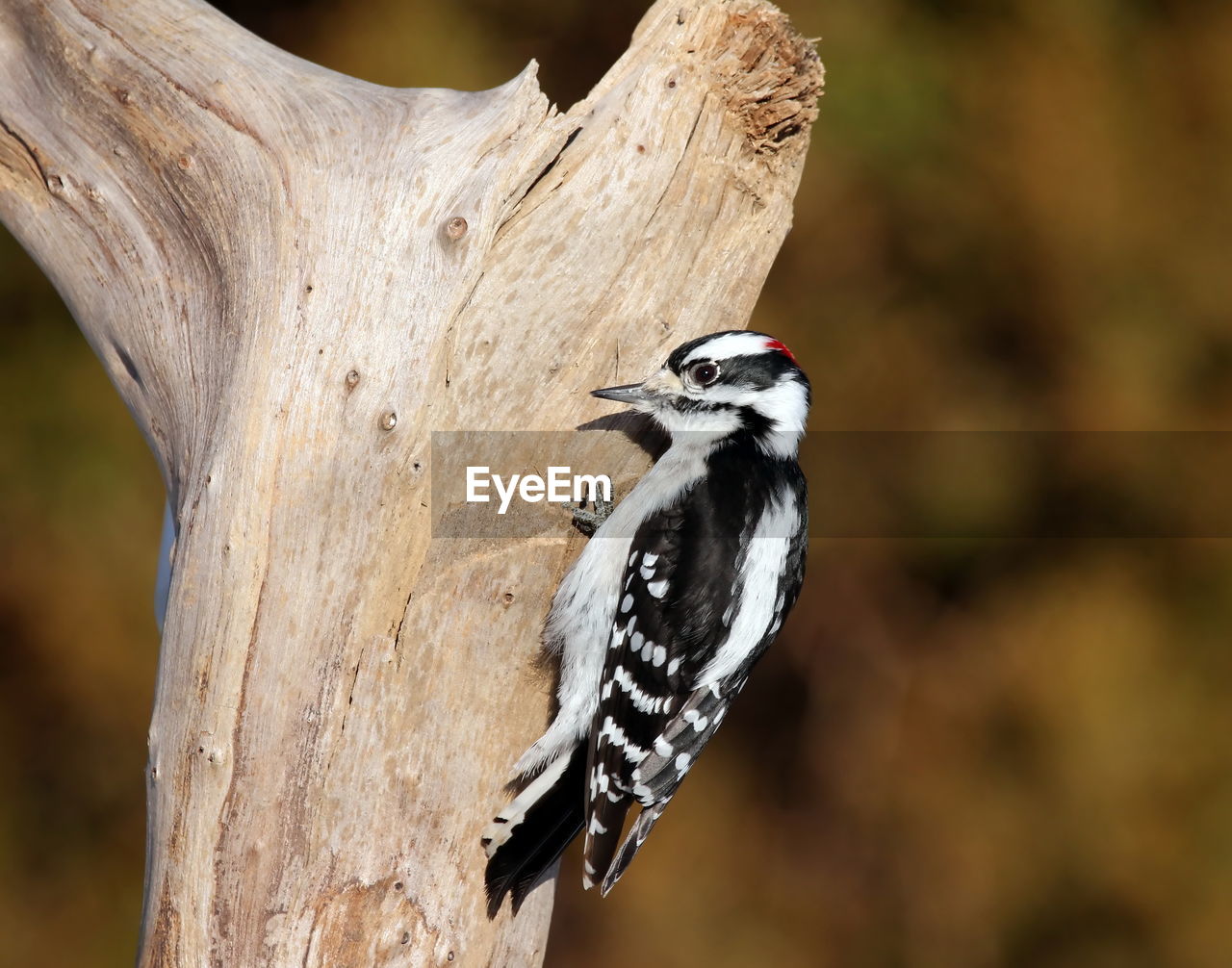 Close-up of woodpecker perching on tree