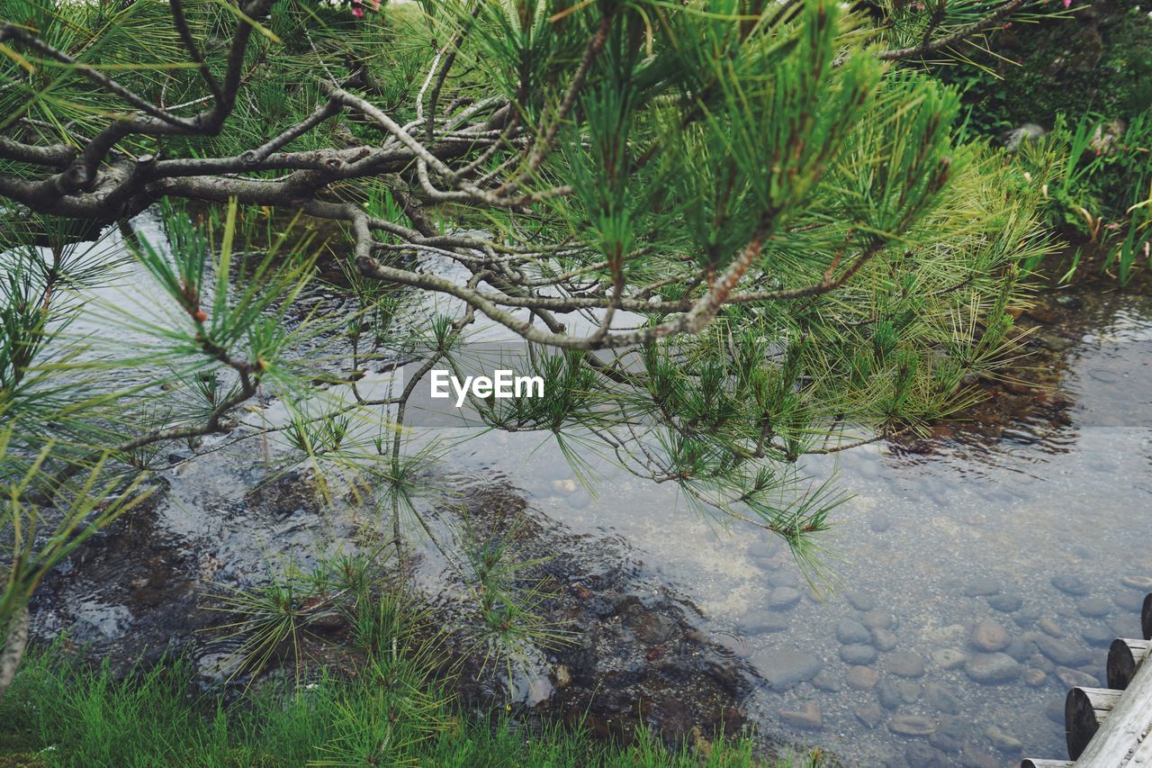 HIGH ANGLE VIEW OF TREES GROWING ON ROCKS