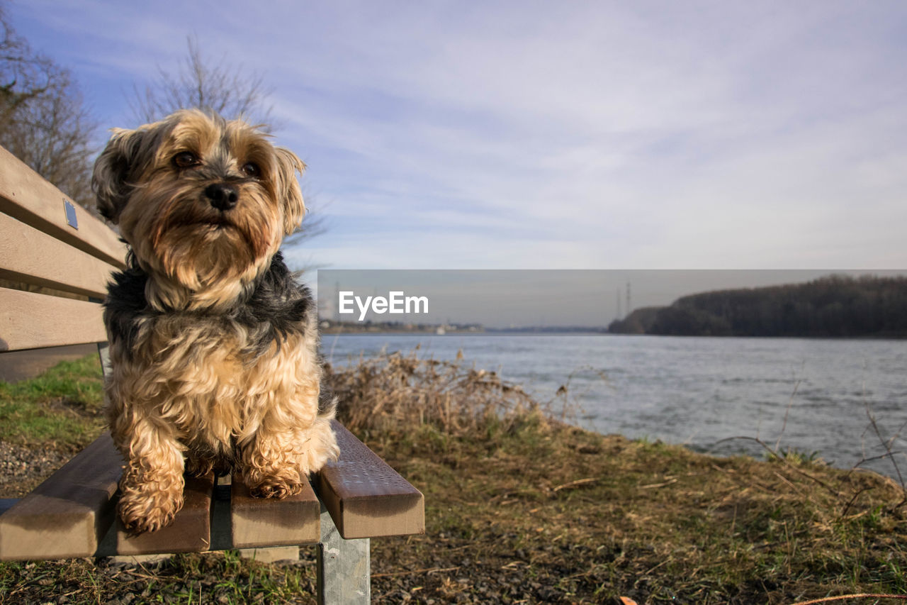 Dog enjoys the view 