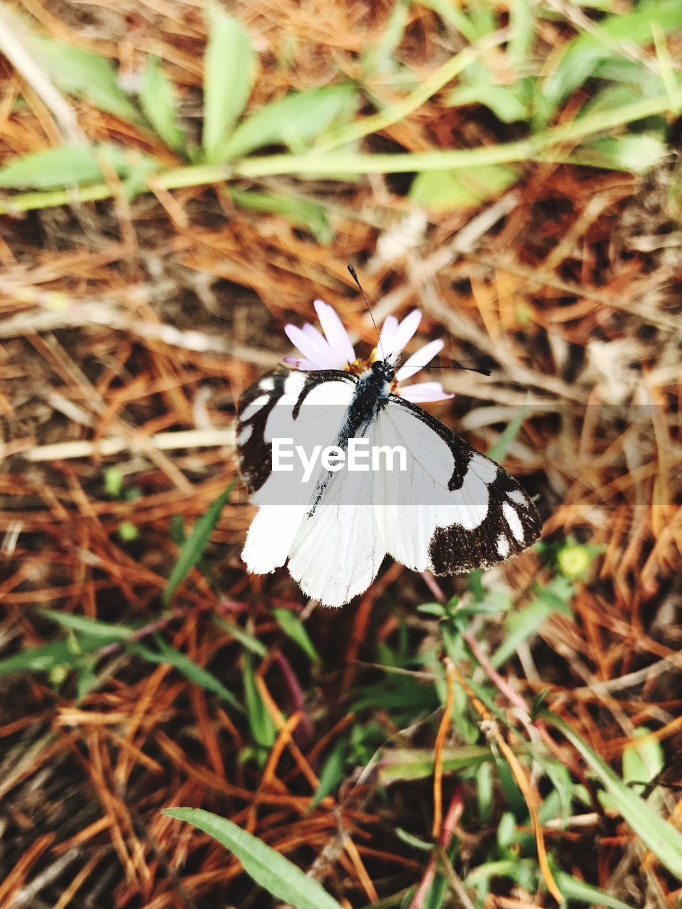 HIGH ANGLE VIEW OF BUTTERFLY ON FLOWER