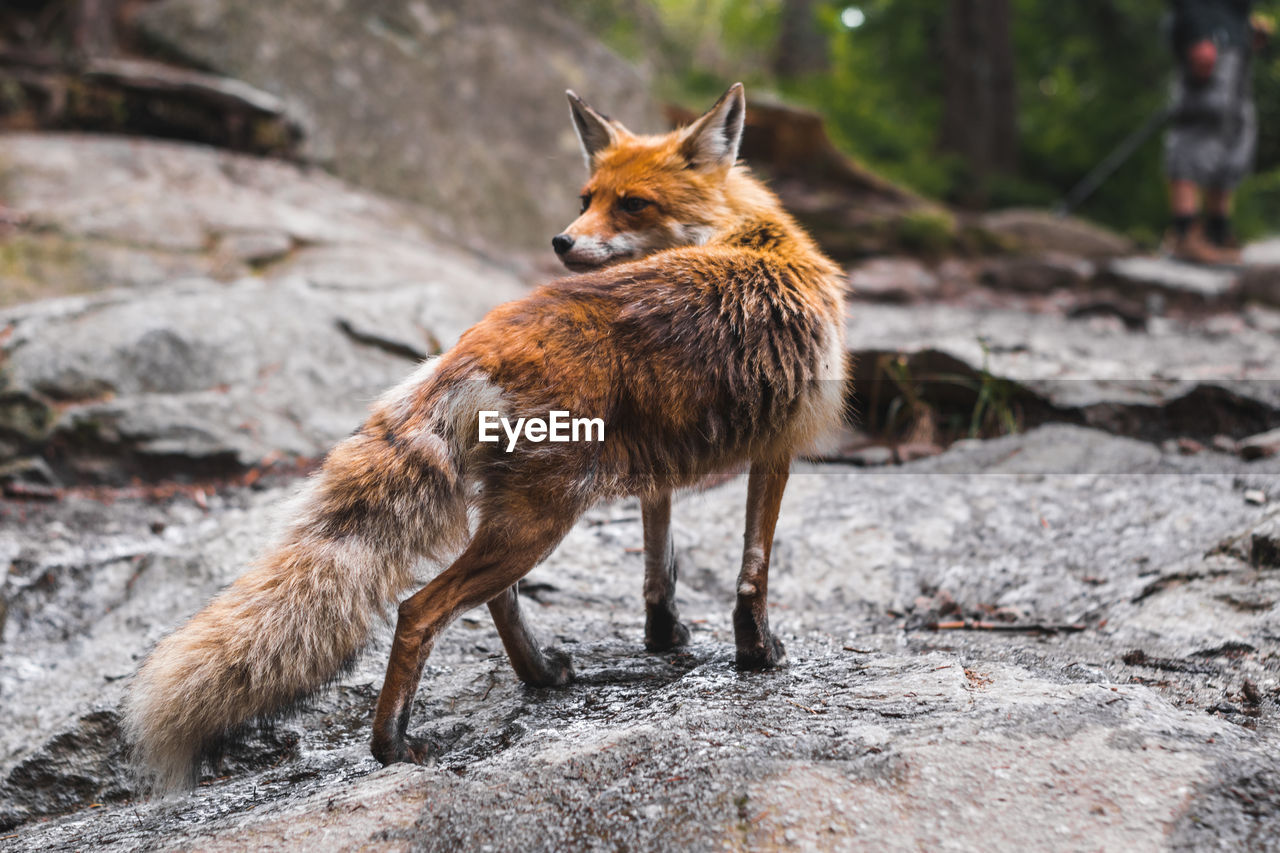 Full length of fox looking away on rock