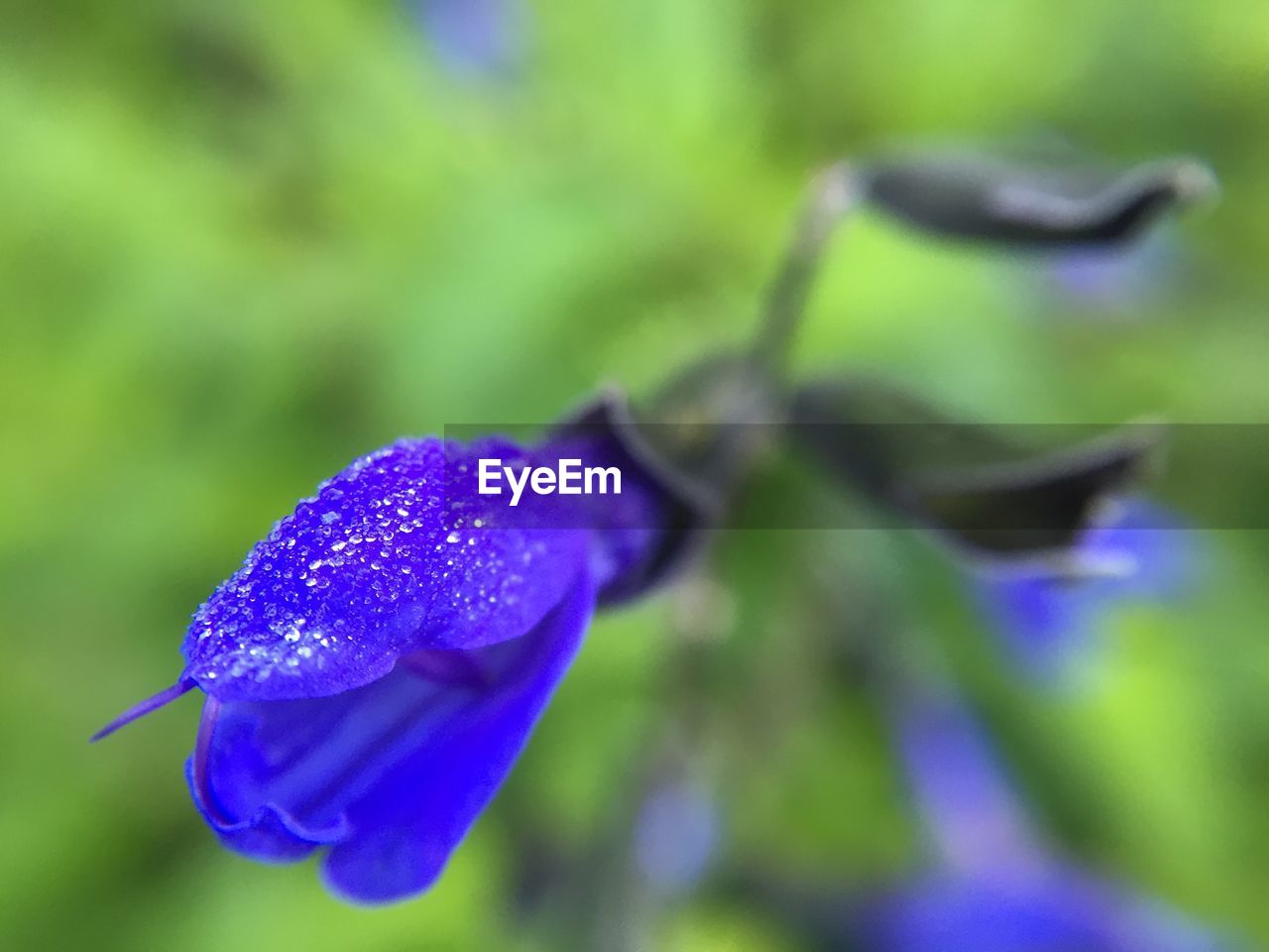 Close-up of wet purple flower blooming during rainy season