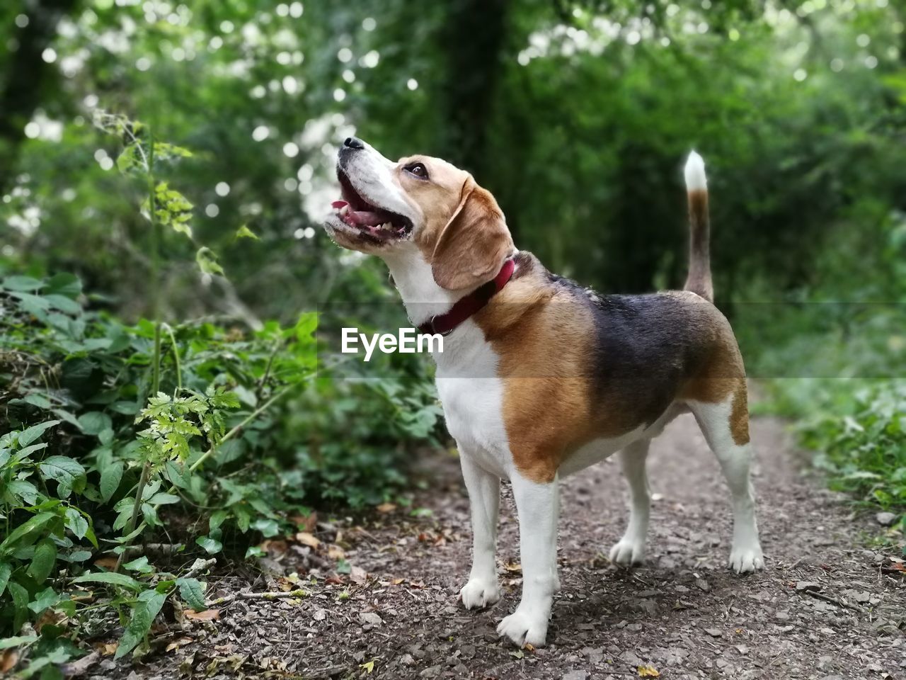 CLOSE-UP OF DOG STICKING OUT TONGUE