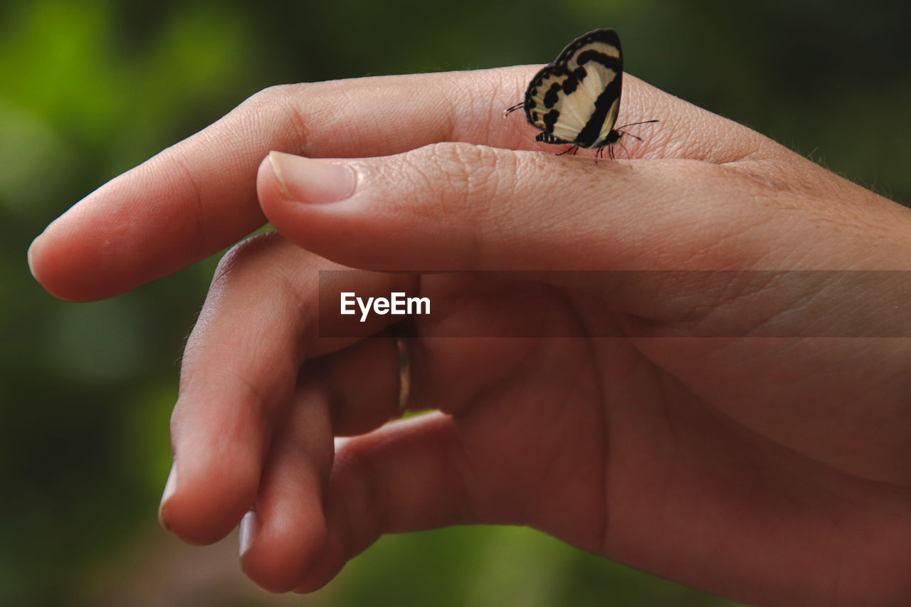 CLOSE-UP OF HUMAN HAND WITH INSECT